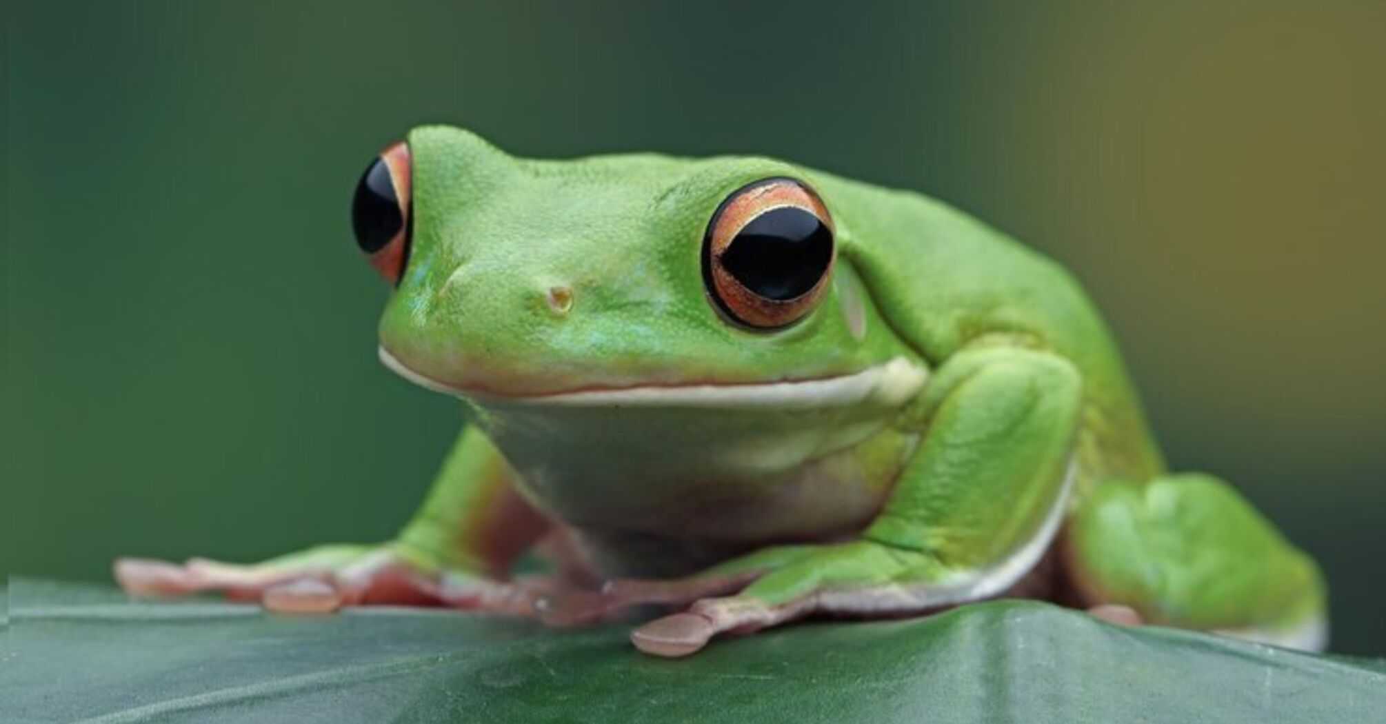 Chornobyl frogs have changed color