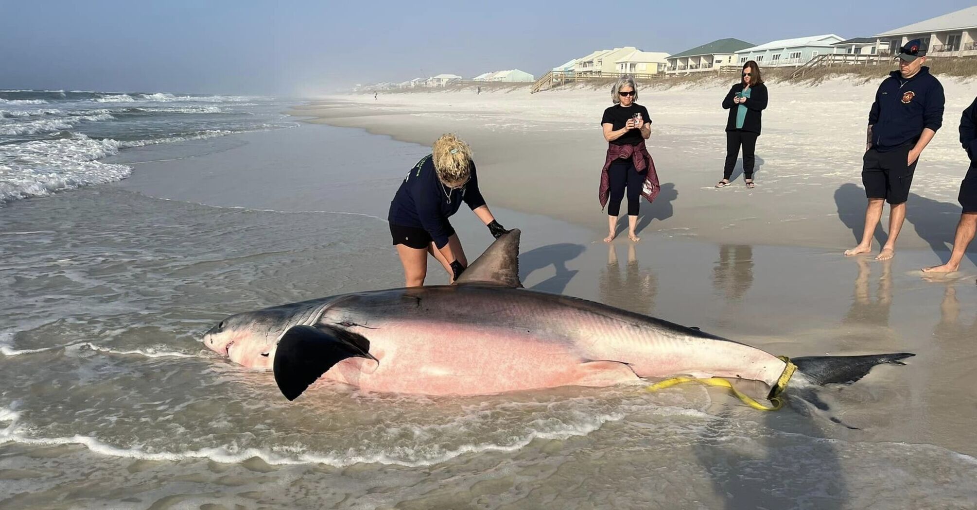 Great white shark weighing 1500 pounds washes up on beach in Florida