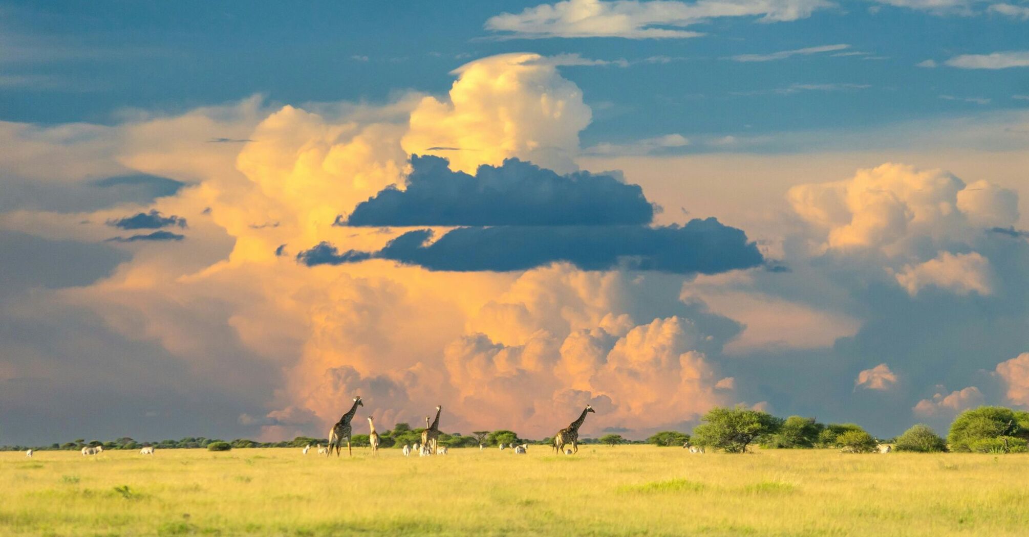 Green grass field with several giraffes under cloudy sky during daytime