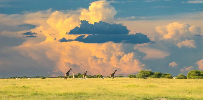 Green grass field with several giraffes under cloudy sky during daytime