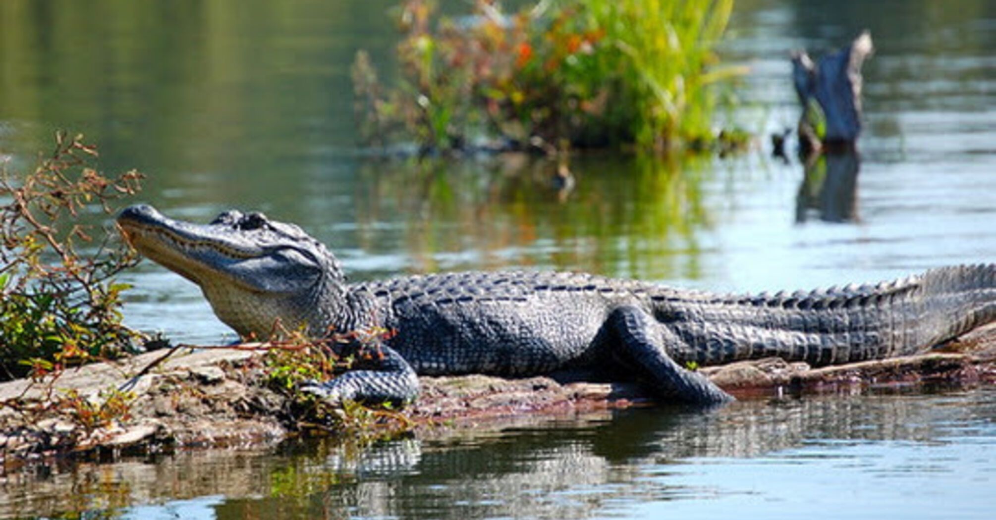 Wildlife in Florida