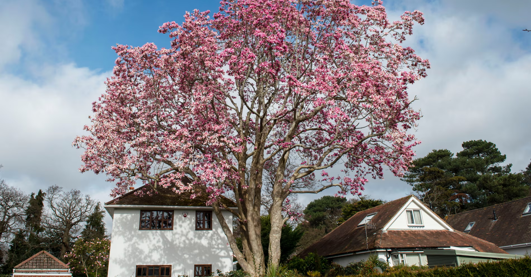 The tallest magnolia in the country was cut in the UK