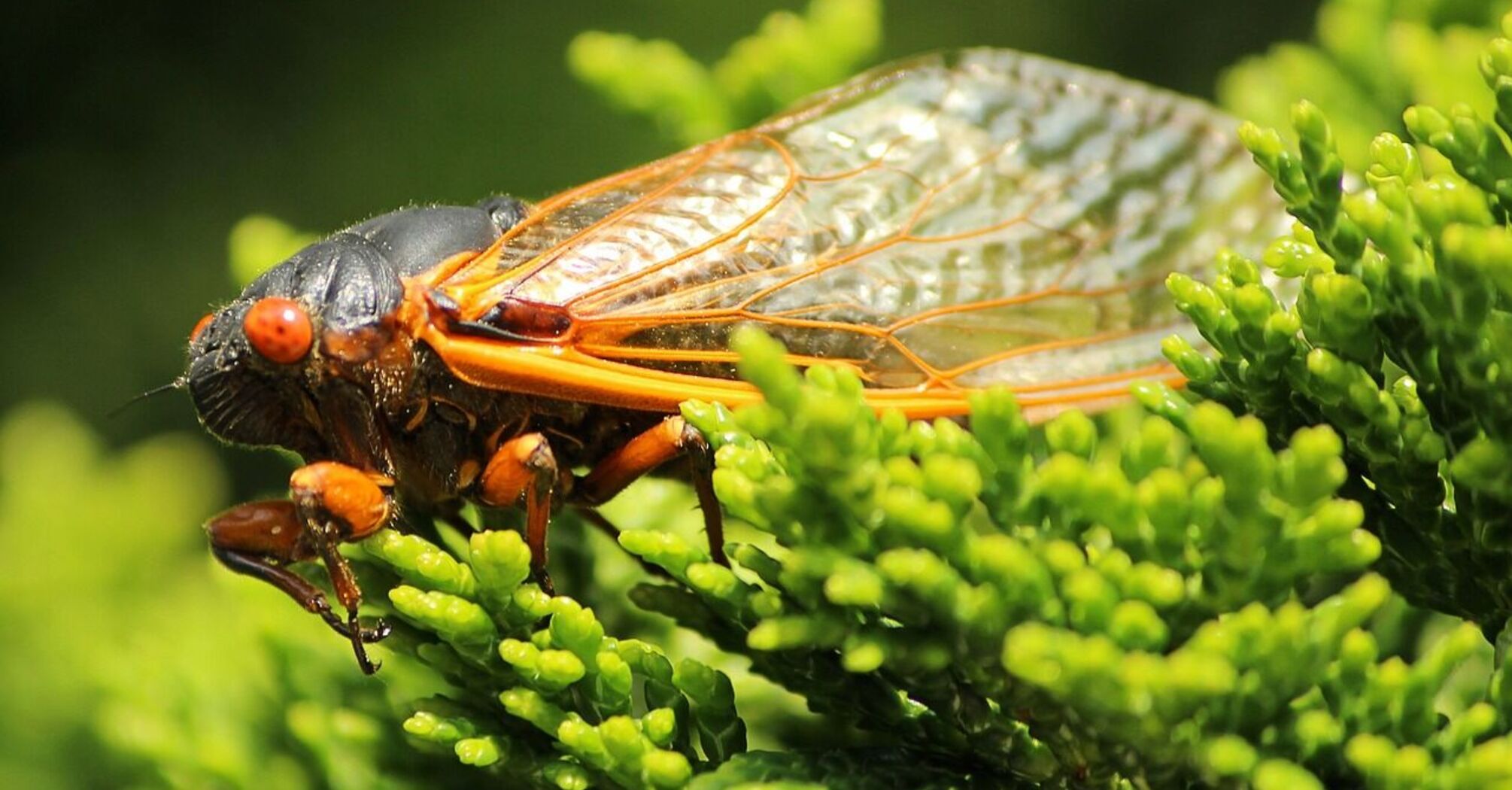 Cicadas are expected to overwhelm the United States: their appearance may be provoked by warm rains in April or May