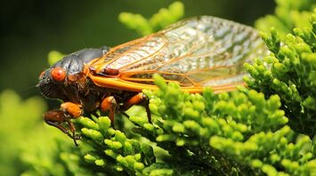 Cicadas are expected to overwhelm the United States: their appearance may be provoked by warm rains in April or May