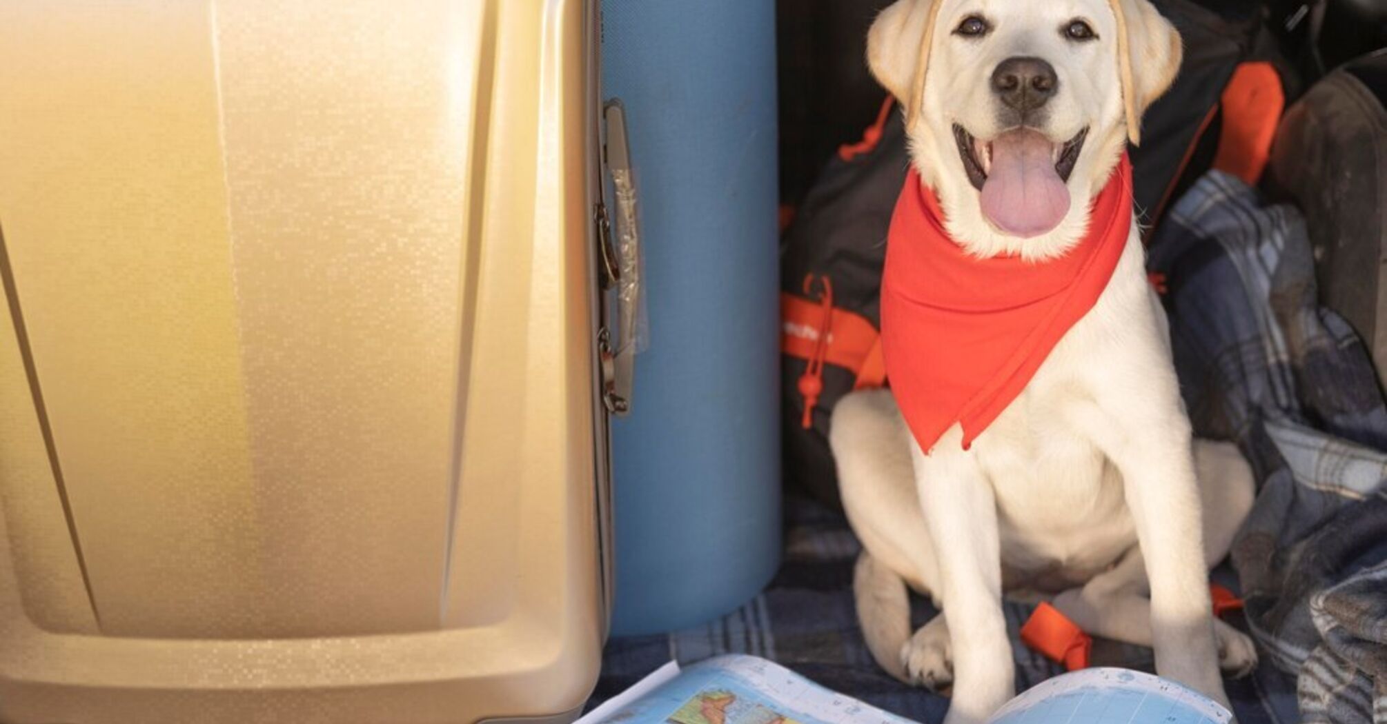 Car seat, right temperature, and tracker: 5 tips to help your pet feel comfortable on long trips
