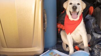Car seat, right temperature, and tracker: 5 tips to help your pet feel comfortable on long trips