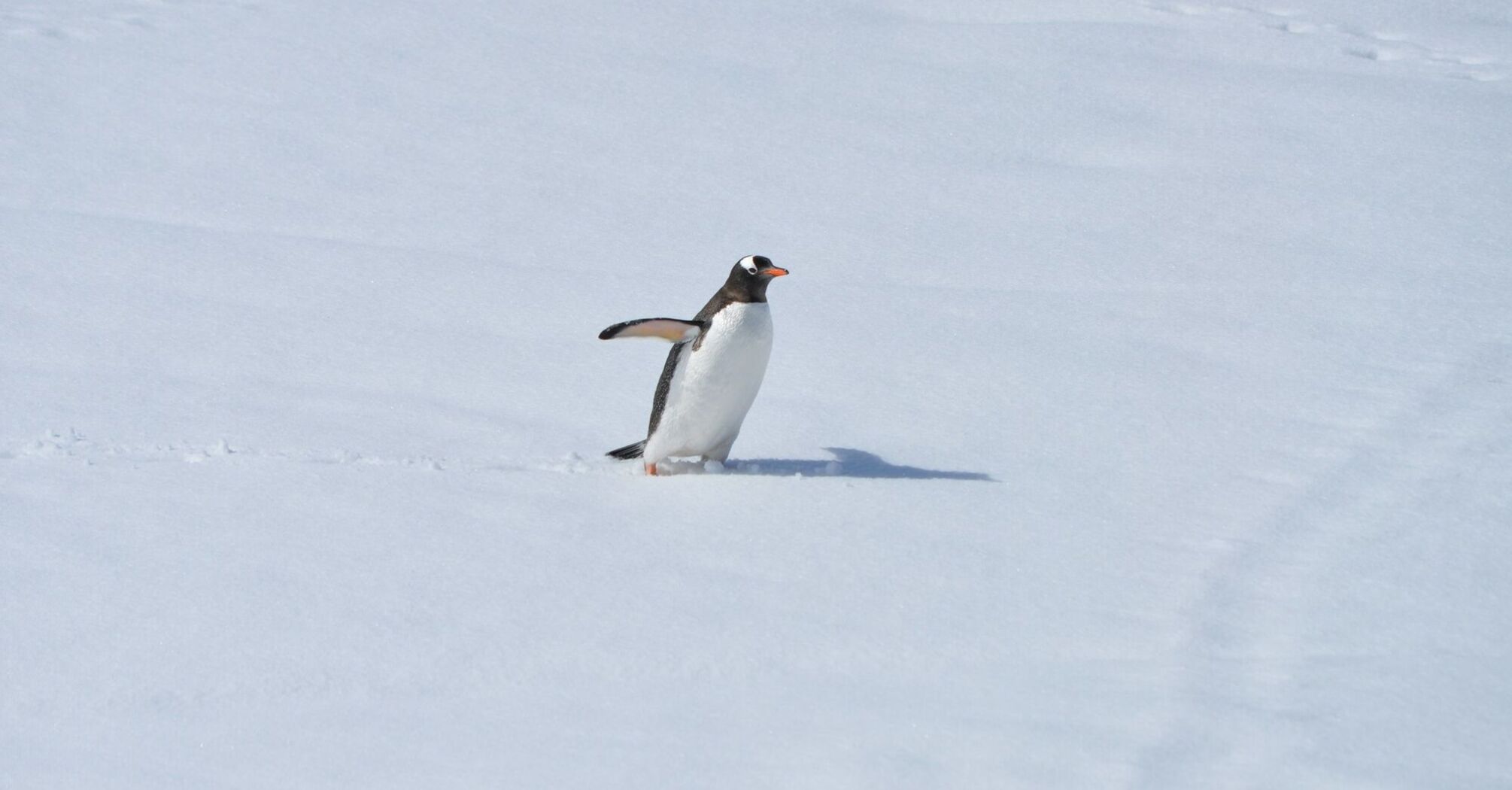 Pinguine goes ice skating