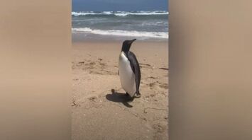 The king penguin