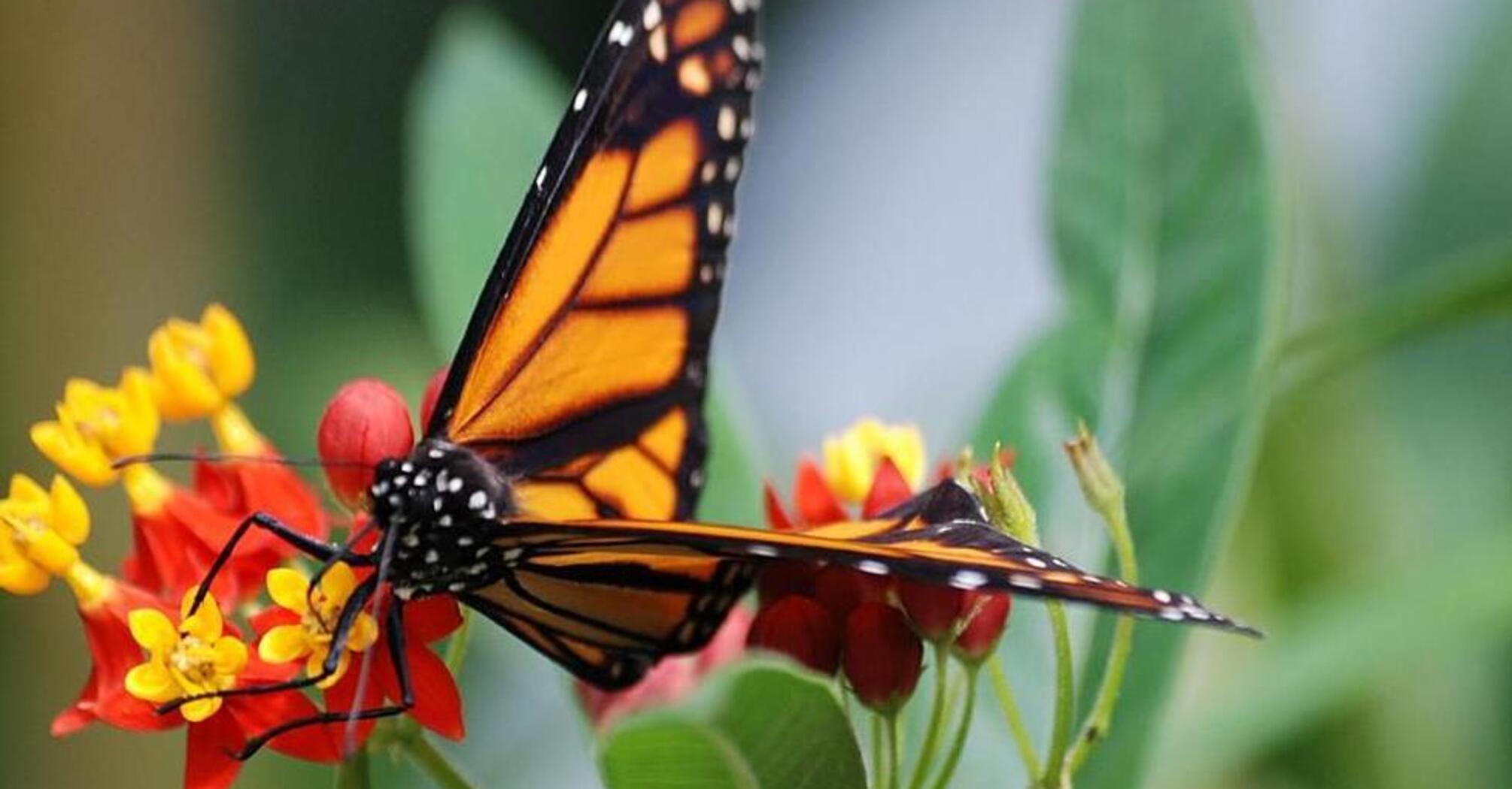 The cackling old ladybug in Alaska and the firefly Saya in Indiana: which insects symbolize each of the US states