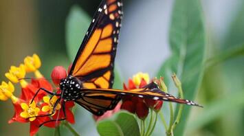 The cackling old ladybug in Alaska and the firefly Saya in Indiana: which insects symbolize each of the US states