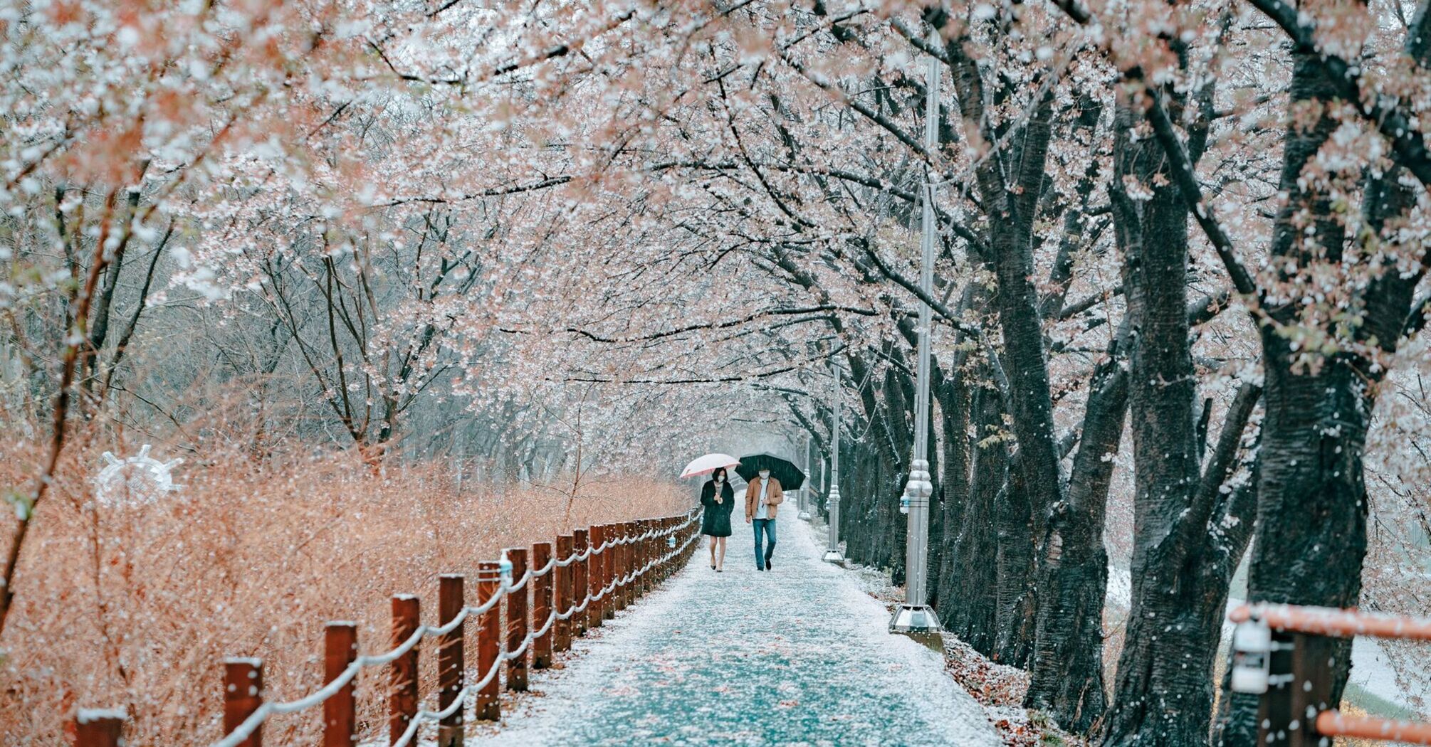 Cherry blossoms gently falling on a snowy path through Yangjae Citizen's Forest in Seoul 
