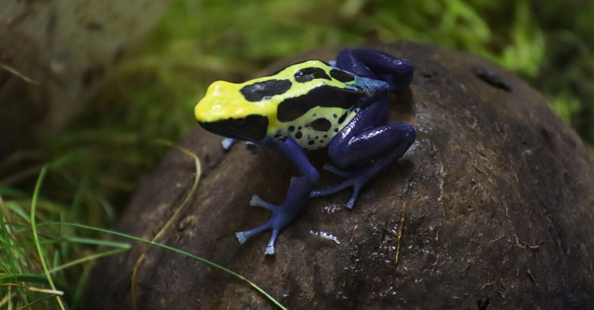 A woman carrying 130 toxic frogs was detained at Bogotá airport