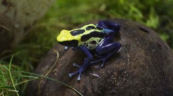 A woman carrying 130 toxic frogs was detained at Bogotá airport
