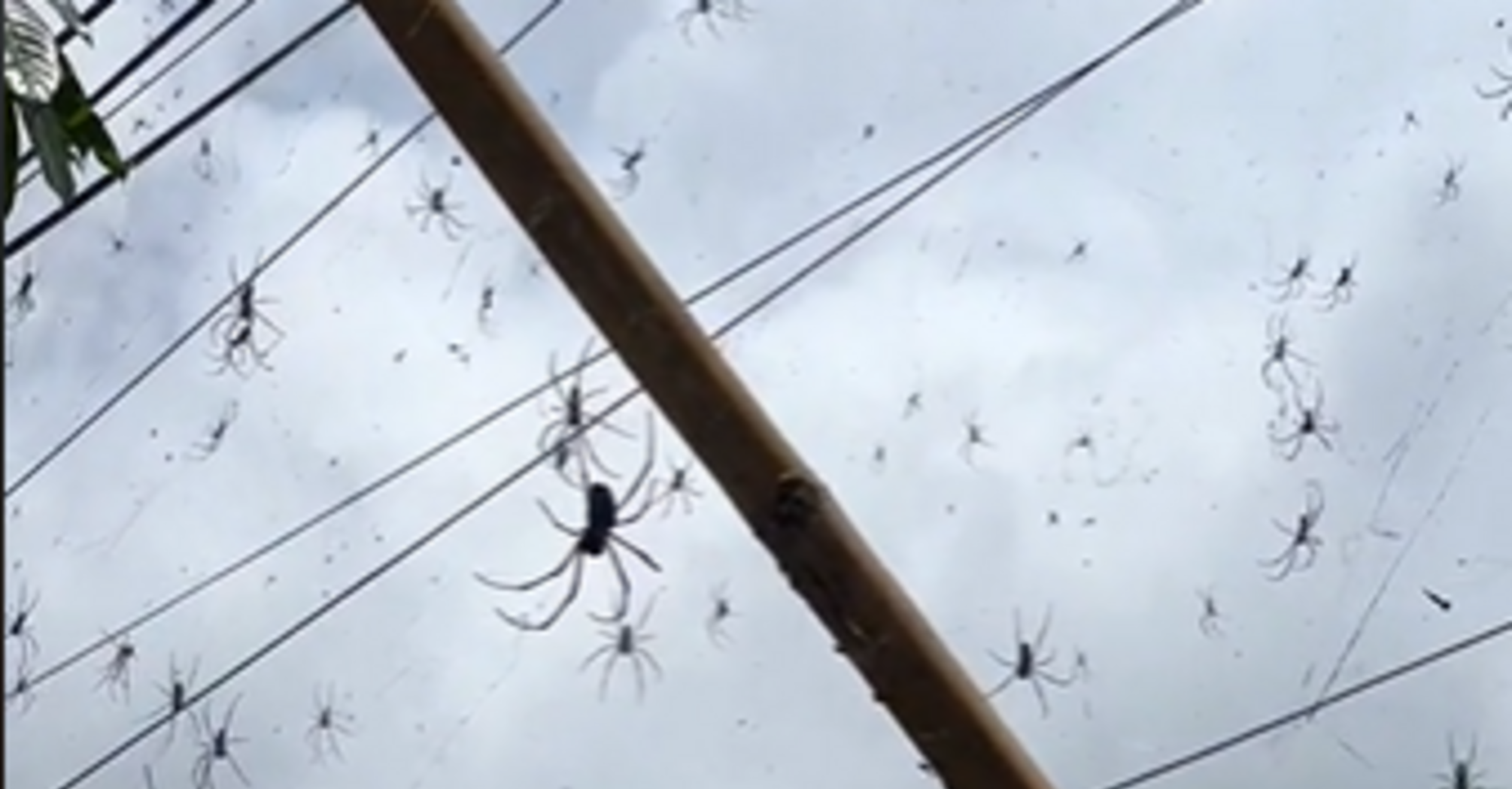 Tourist shows the invasion of huge spiders in Bali