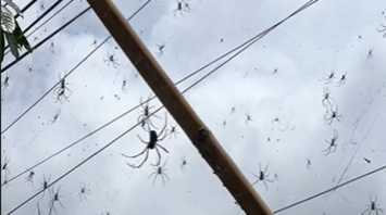 Tourist shows the invasion of huge spiders in Bali
