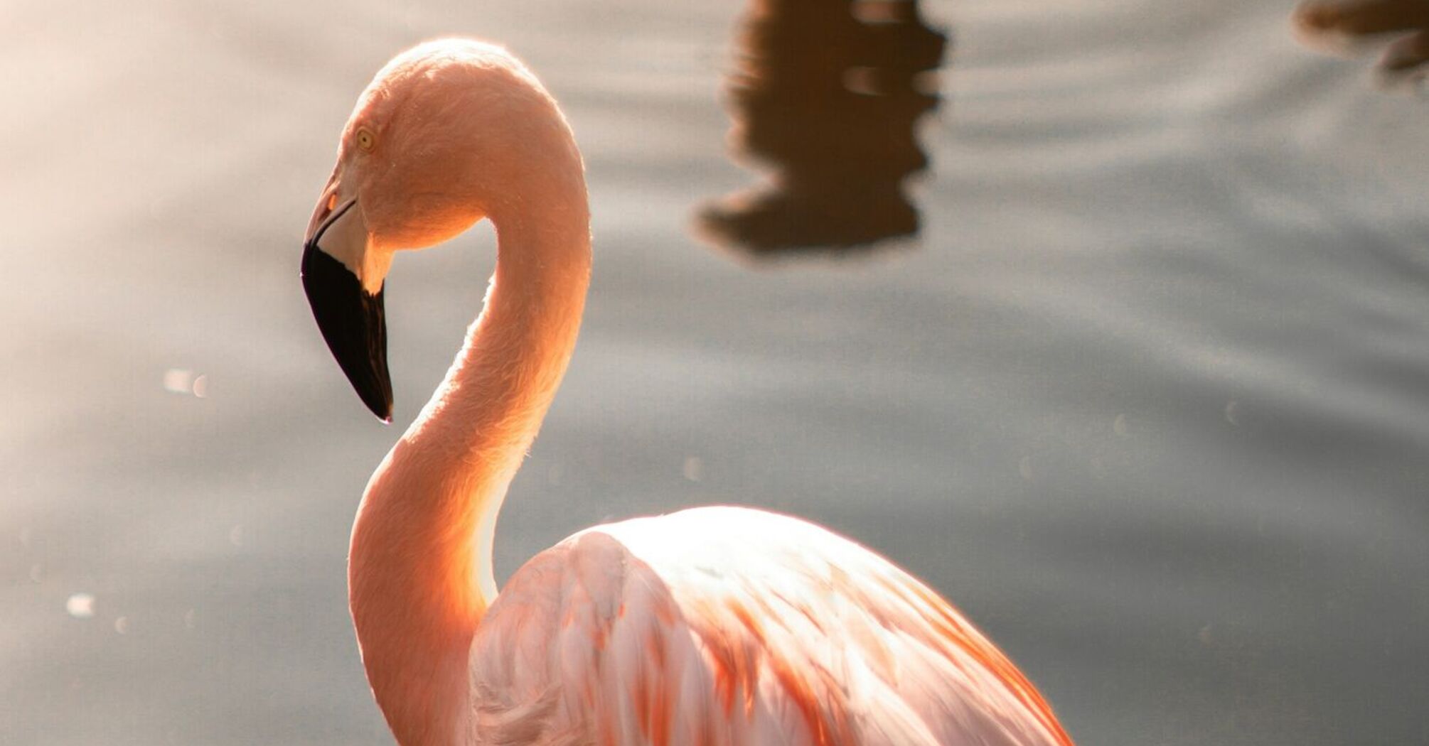 A vibrant pink flamingo, basking in golden sunlight