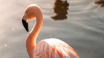 A vibrant pink flamingo, basking in golden sunlight