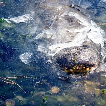 This is akin to hibernation: alligators in the US hibernate in frozen water bodies