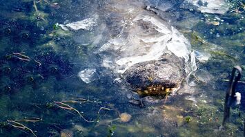 This is akin to hibernation: alligators in the US hibernate in frozen water bodies
