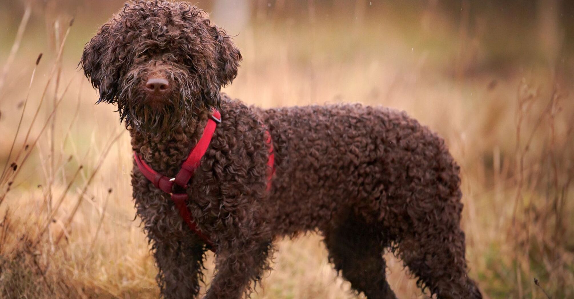 Dog of the Lagotto Romagnolo breed