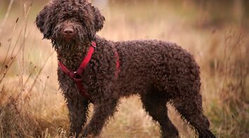 Dog of the Lagotto Romagnolo breed