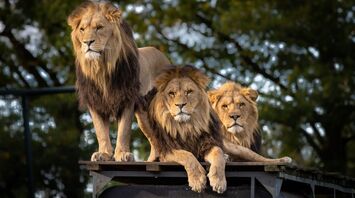 Africa's national parks: the best safari destinations to discover a different side of the wild