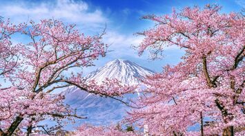 The local government is sounding the alarm: it will be more difficult for tourists to climb Mount Fuji
