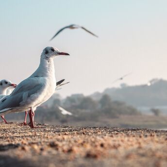 Scotland's residents urged to carry umbrellas and hats as seagulls attack during breeding season