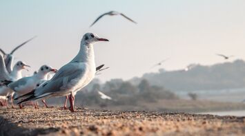 Scotland's residents urged to carry umbrellas and hats as seagulls attack during breeding season