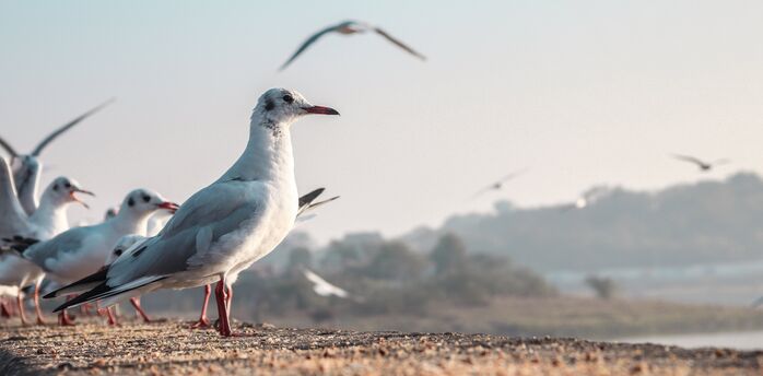 Scotland's residents urged to carry umbrellas and hats as seagulls attack during breeding season