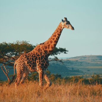 Giraffe during daytime