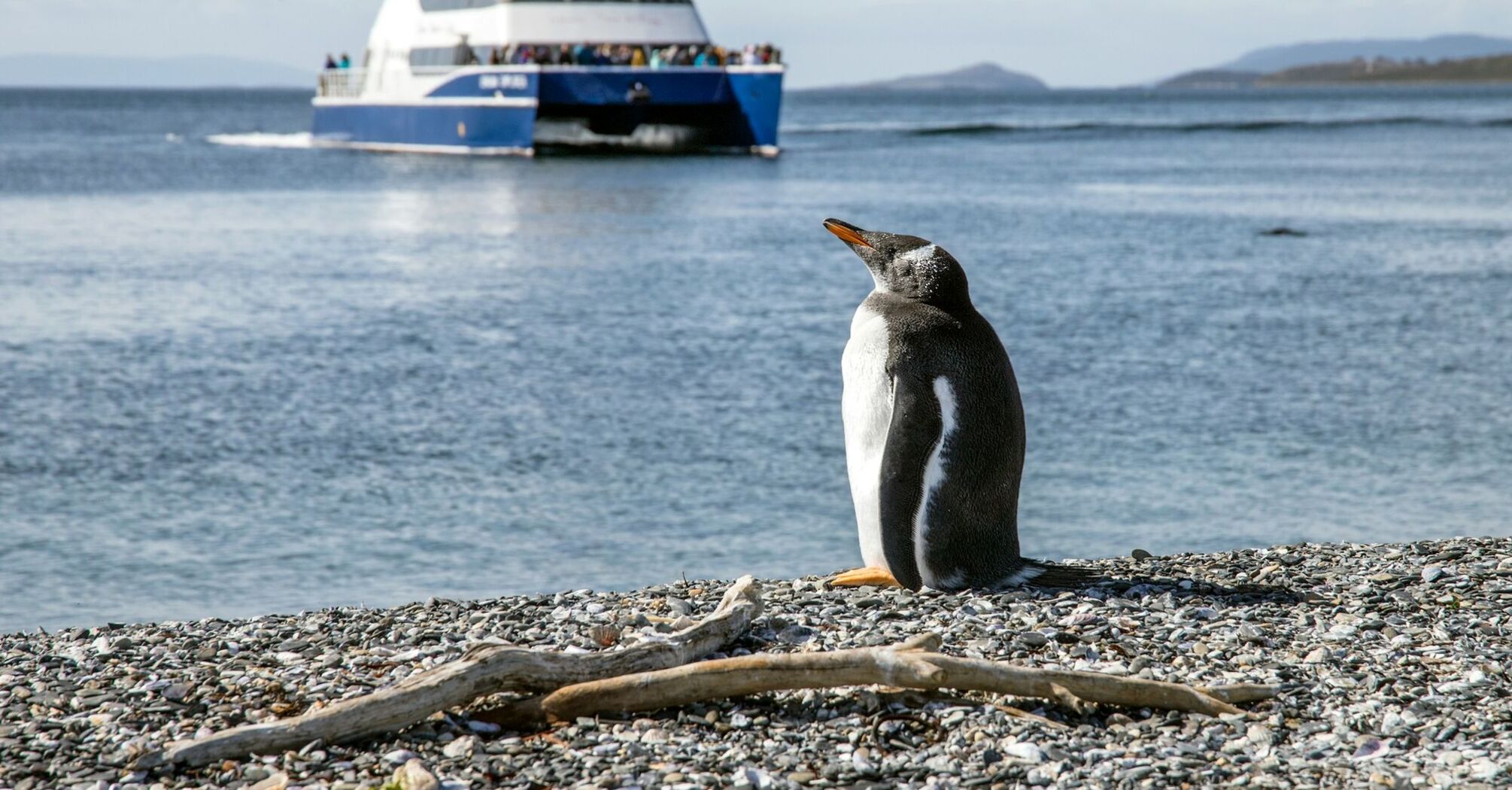 A penguin standing on a pebble beach with a tourist ship in the background