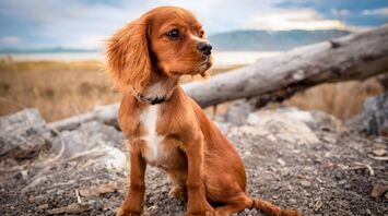 Vacation with a dog in the UK