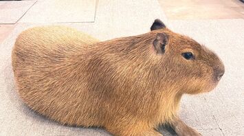 A cafe has opened in Tokyo where you can drink coffee with a capybara