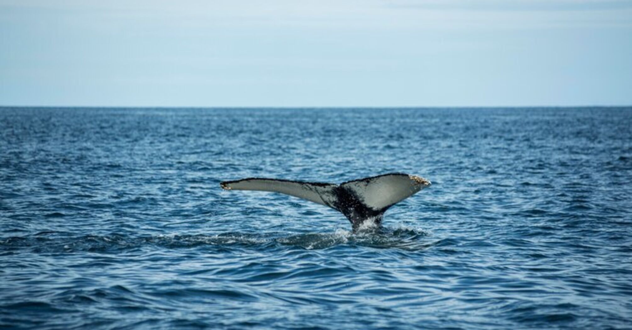 A gray whale has appeared in the Atlantic for the first time in 200 years