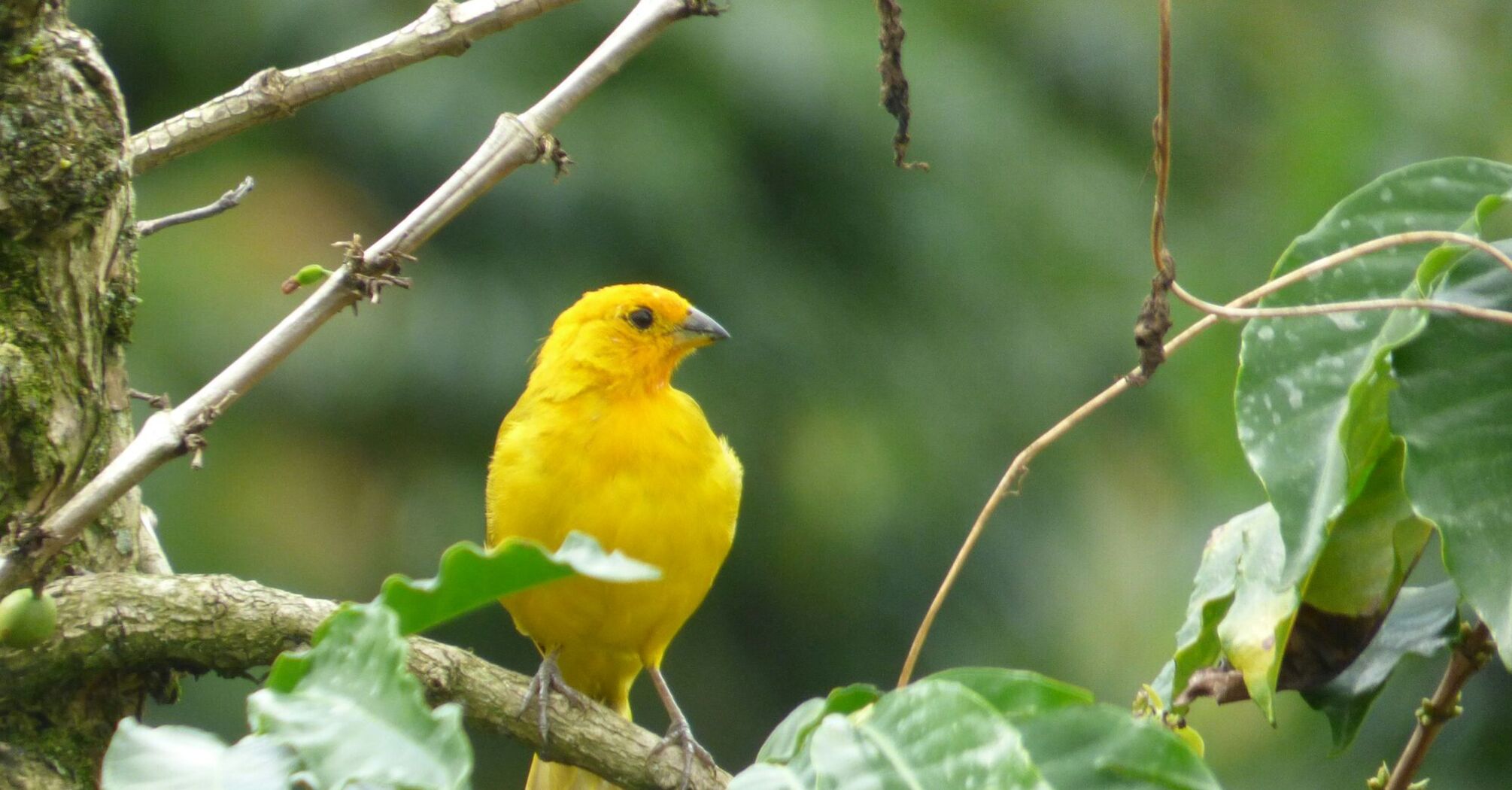 A bright yellow bird perched on a branch with green leaves in the background