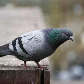A pigeon "spy" was released from custody in India"