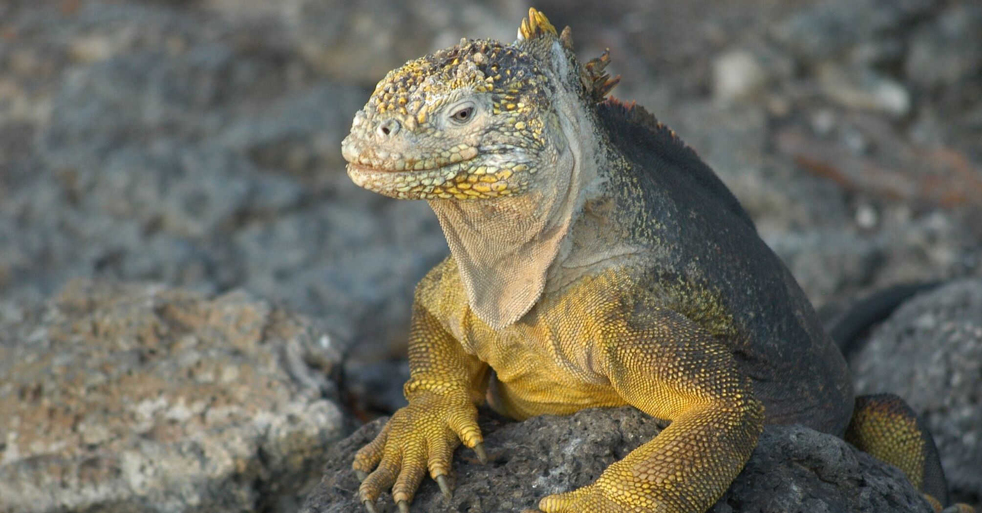 A land iguana perched on a rocky surface in the Galapagos Islands
