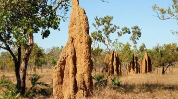 Tourist tells what struck him in the Australian outback: it's not giant snakes and spiders