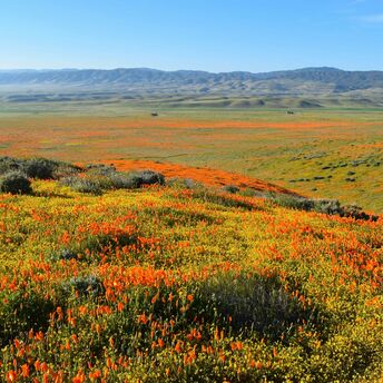 California expects enchanting flower blooms this year