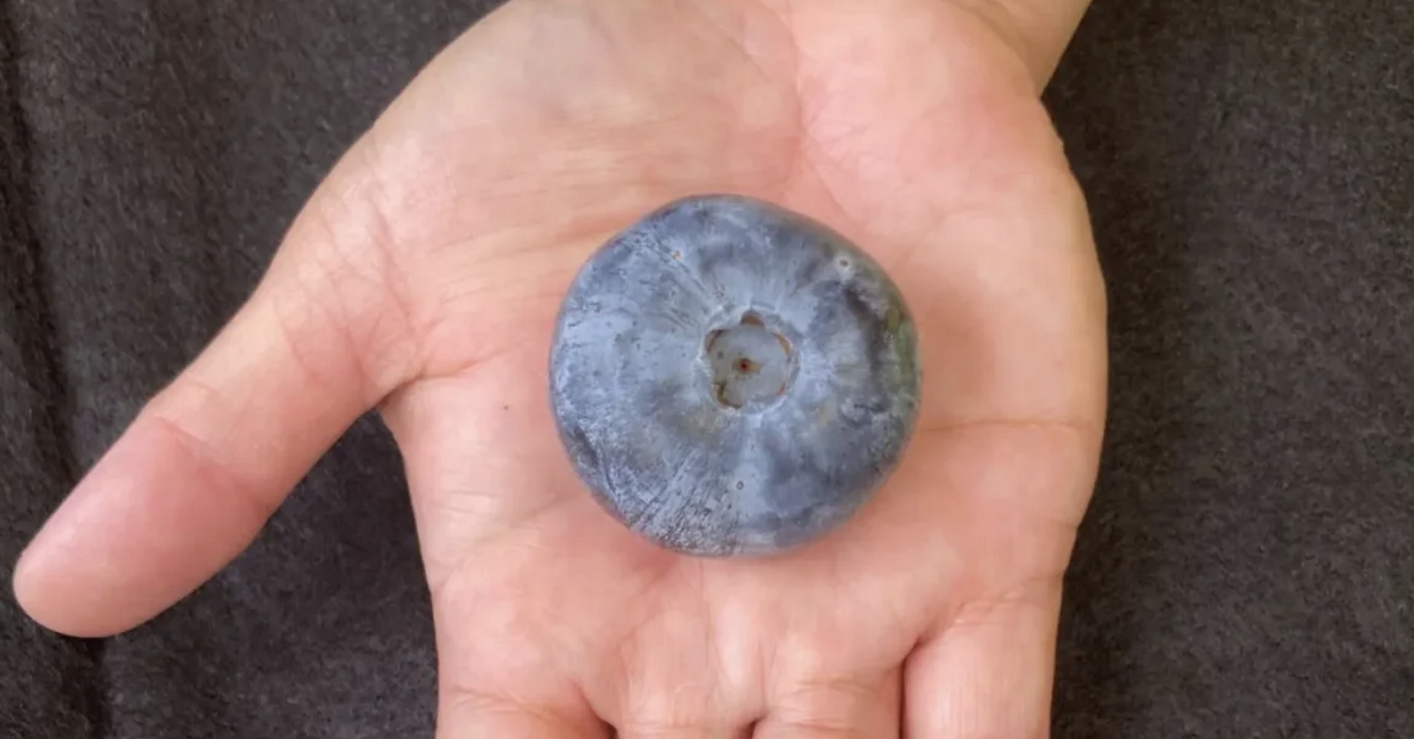 Australian blueberries have broken the Guinness World Record, becoming the heaviest in the world