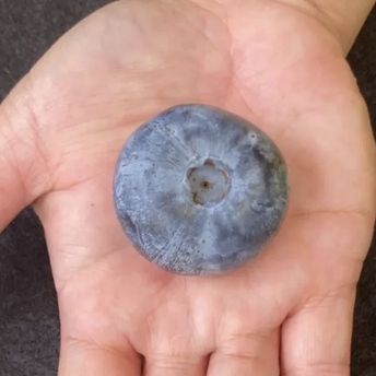 Australian blueberries have broken the Guinness World Record, becoming the heaviest in the world