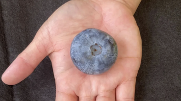 Australian blueberries have broken the Guinness World Record, becoming the heaviest in the world