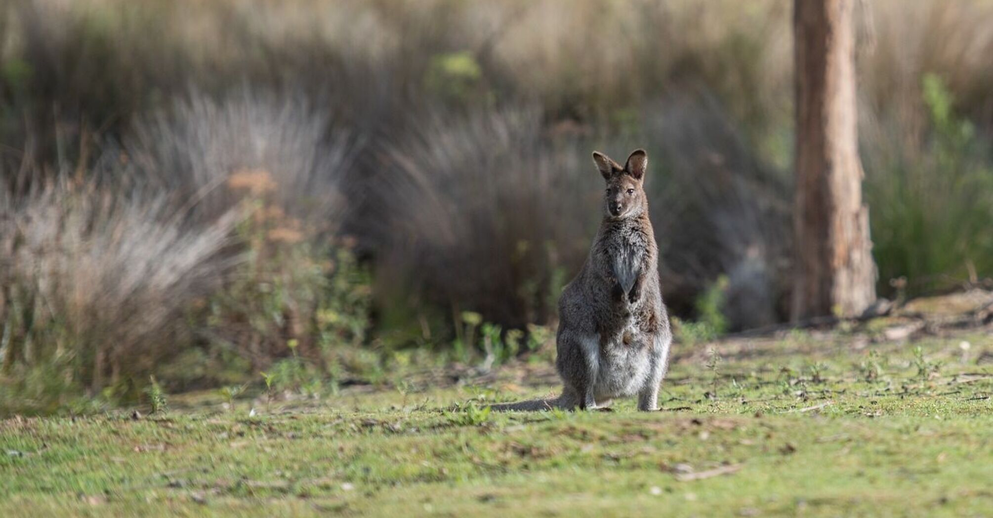 Worrying reports of Wallabies spotted in unusual places in New Zealand: why it's bad