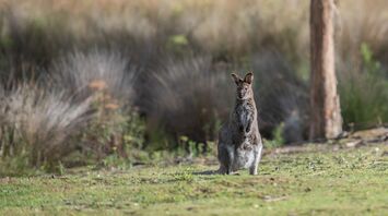 Worrying reports of Wallabies spotted in unusual places in New Zealand: why it's bad
