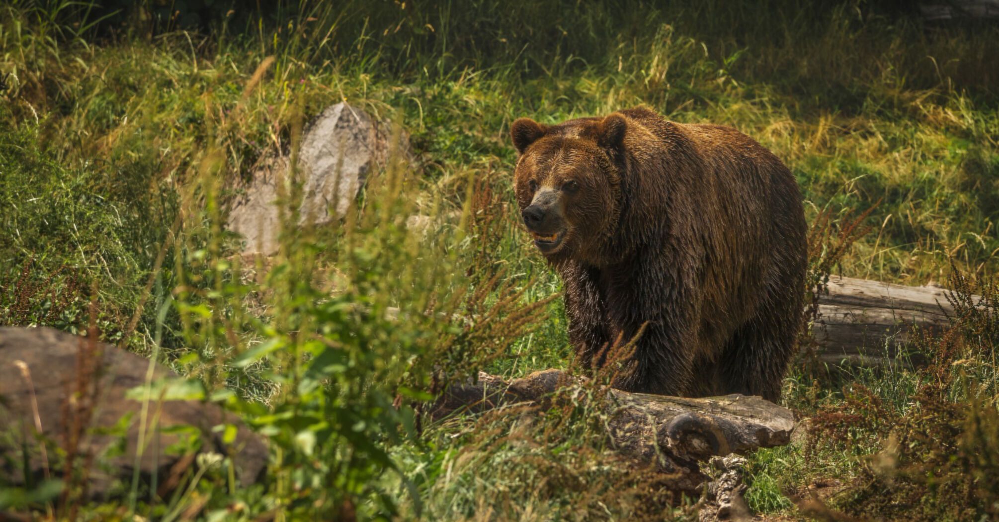 A bear running through the streets in Slovakia injured two people: They are recovering in hospital