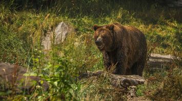 A bear running through the streets in Slovakia injured two people: They are recovering in hospital