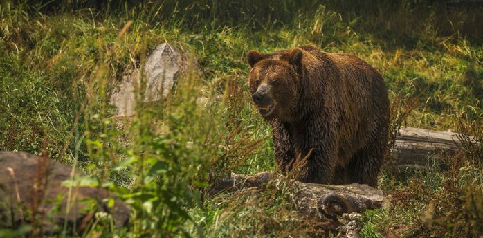 A bear running through the streets in Slovakia injured two people: They are recovering in hospital