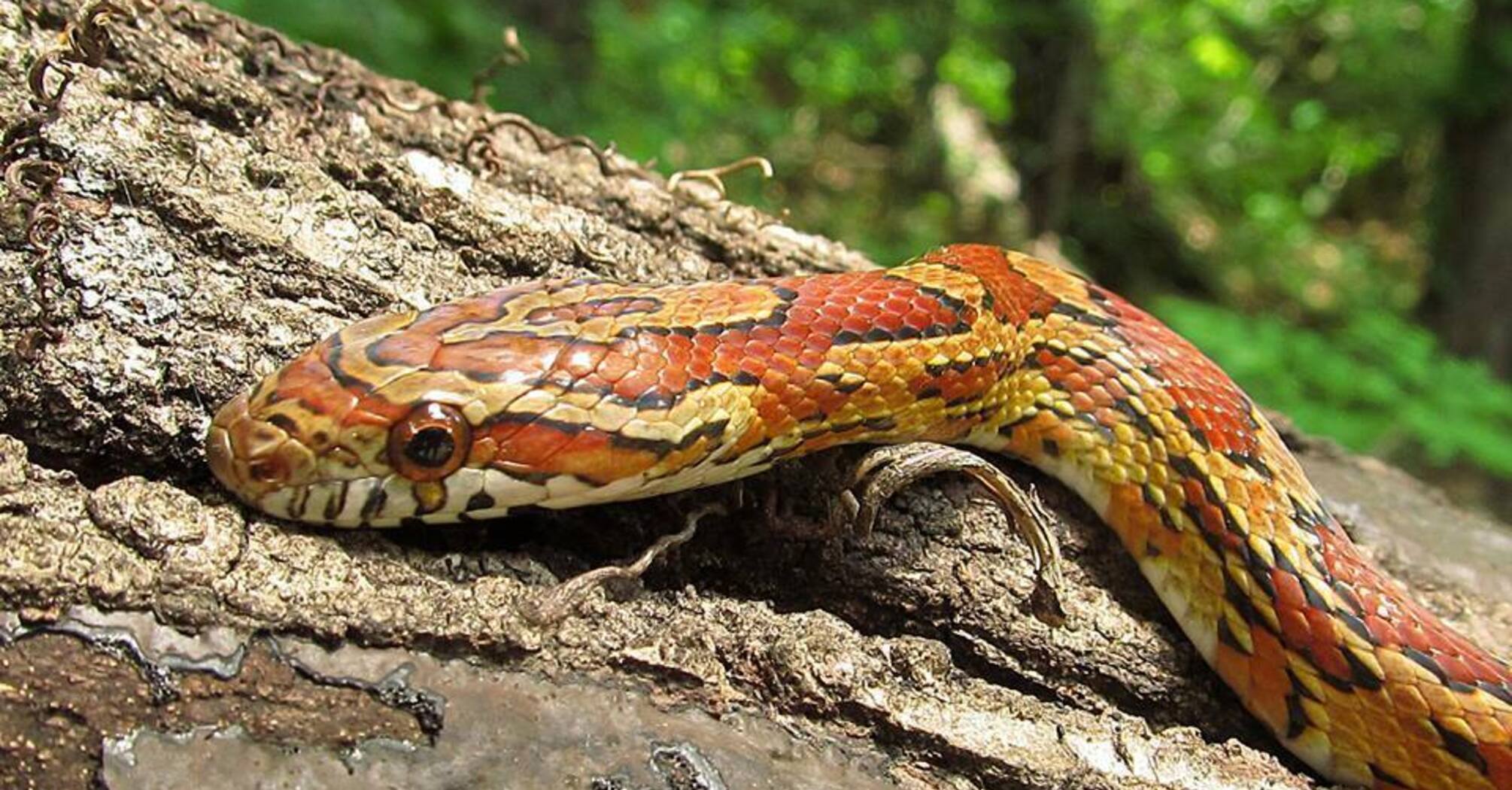A strange discovery: Corn snake spotted in Ireland