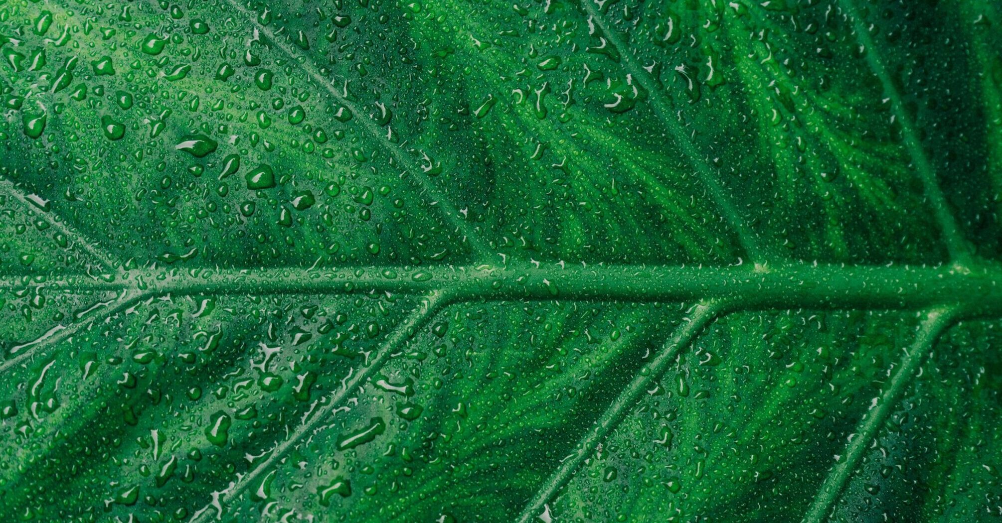 Close-up of a green leaf with dewdrops